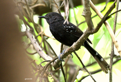 Cercomacra melanaria