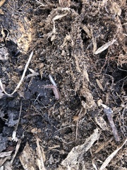 Pseudopolydesmus pinetorum