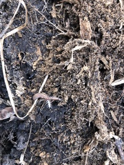 Pseudopolydesmus pinetorum