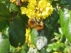 Bombus pascuorum