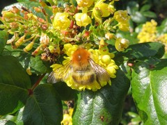 Bombus pascuorum
