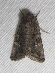 Ulolonche orbiculata