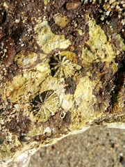 Siphonaria gigas