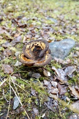Austropaxillus squarrosus
