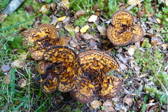 Austropaxillus squarrosus