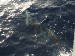 Stenella coeruleoalba