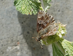 Muschampia baeticus