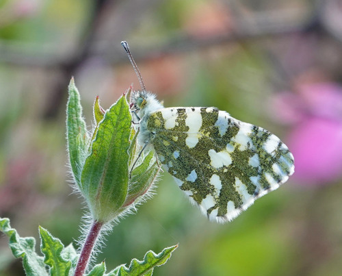 Western Dappled White
