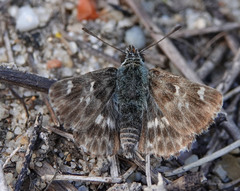 Muschampia baeticus