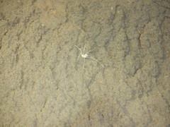 Stygnopsis