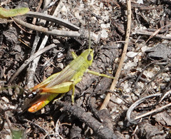 Chorthippus apicalis