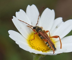 Stenopterus mauritanicus