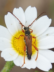 Stenopterus mauritanicus