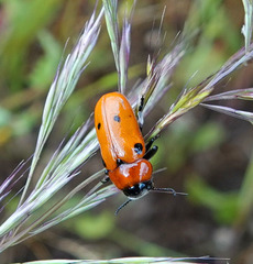 Tituboea sexmaculata