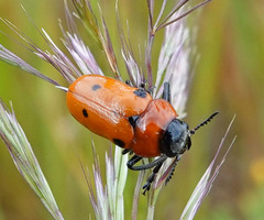 Tituboea sexmaculata