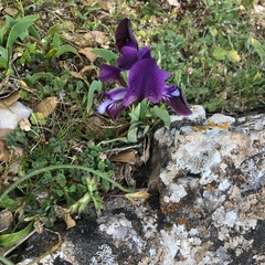Iris pumila attica