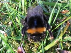 Bombus