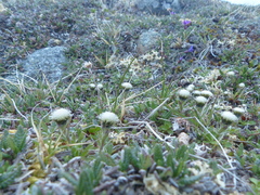 Antennaria monocephala