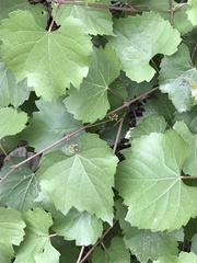 Vitis berlandieri