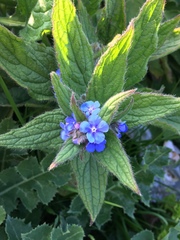 Pentaglottis sempervirens