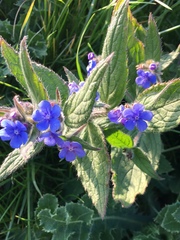 Pentaglottis sempervirens