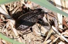Carabus maeander