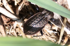 Carabus maeander