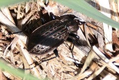 Carabus maeander