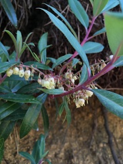 Comarostaphylis discolor discolor