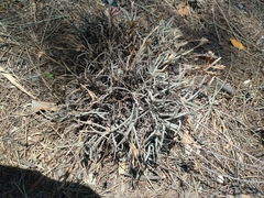 Tillandsia recurvata