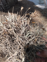 Tillandsia recurvata
