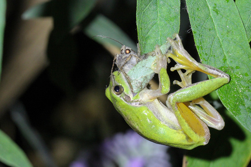 Mediterranean Tree Frog