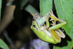 Stripeless Tree Frog photo 3