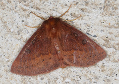Anthela addita