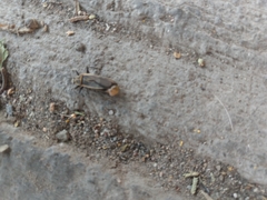 Stenomacra marginella