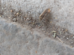 Stenomacra marginella