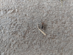 Stenomacra marginella