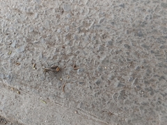 Stenomacra marginella