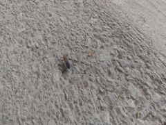 Stenomacra marginella
