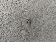 Stenomacra marginella
