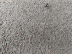 Stenomacra marginella