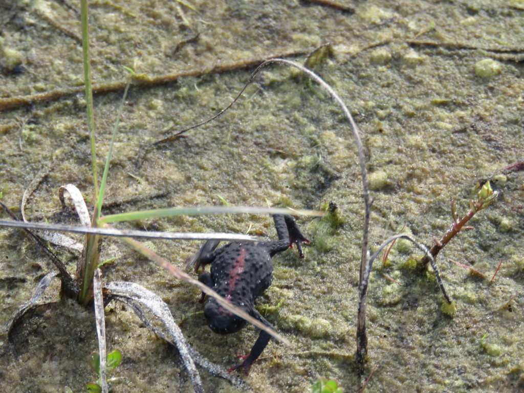 South American redbelly toads