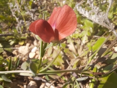 Lathyrus sphaericus