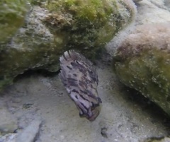 Lobotes surinamensis