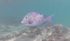 Acanthurus coeruleus