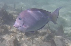 Acanthurus coeruleus