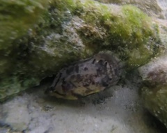 Lobotes surinamensis