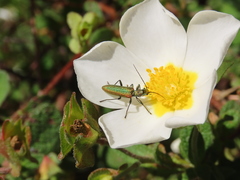 Chrysanthia reitteri