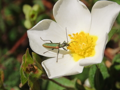 Chrysanthia reitteri