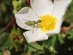 Chrysanthia reitteri